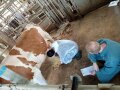Der Azubi beurteilt das Euter einer Milchkuh
