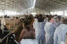 Personen in Schutzkleidung in einem Rinderstall